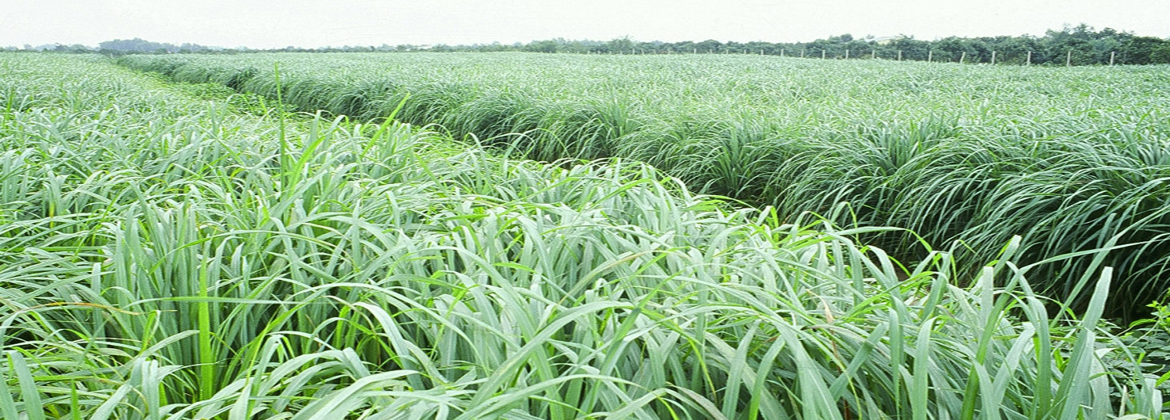 Lemon Grass Farm