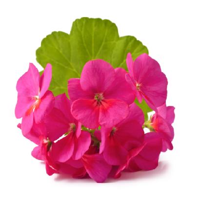 Geranium Oil