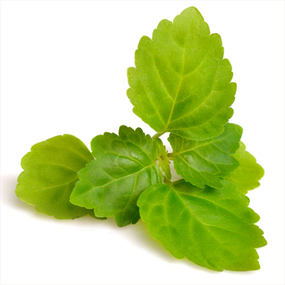 Patchouli Oil