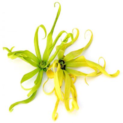 Ylang Ylang Oil