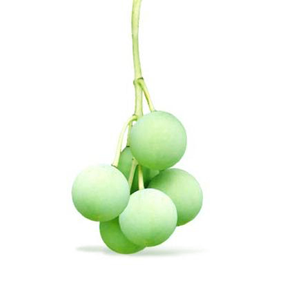 Tamanu Oil