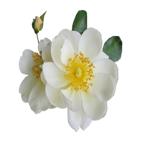 Camellia Oil