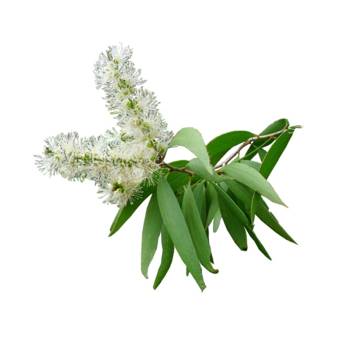 Cajeput Oil