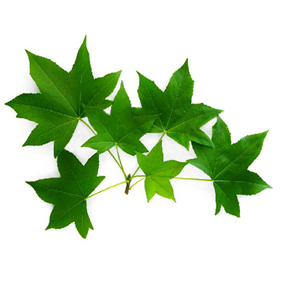 Formosa Sweet Gum