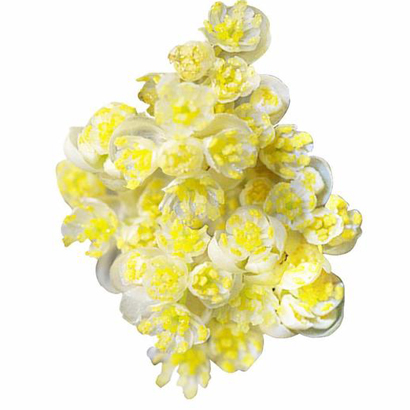 Litsea Cubeba Oil