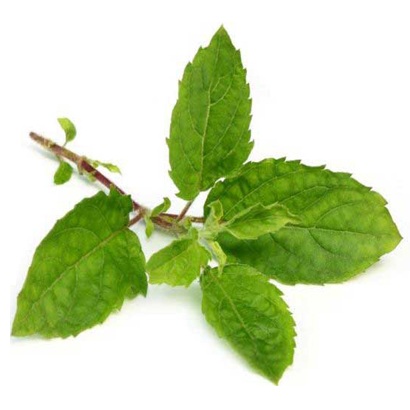 Ocimum Gratissimum Oil